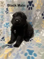 Black Male, a male German Shepherd Dog for sale in Dillsboro, IN – Photo 1 of 6