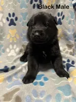 Black Male, a male German Shepherd Dog for sale in Dillsboro, IN – Photo 3 of 6