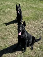 Black Male, a male German Shepherd Dog for sale in Dillsboro, IN – Photo 5 of 6