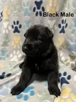 Black Male, a male German Shepherd Dog for sale in Dillsboro, IN – Photo 4 of 6