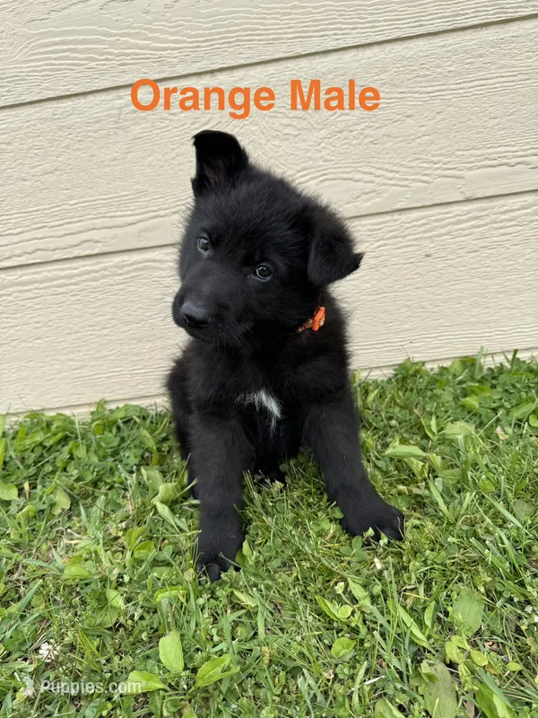 Orange Male – German Shepherd Dog puppy for sale in Dillsboro, IN
