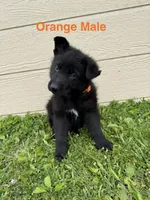 Orange Male, a male German Shepherd Dog for sale in Dillsboro, IN – 1 of 5