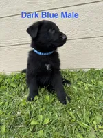Dark Blue Male, a male German Shepherd Dog for sale in Dillsboro, IN – 3 of 5