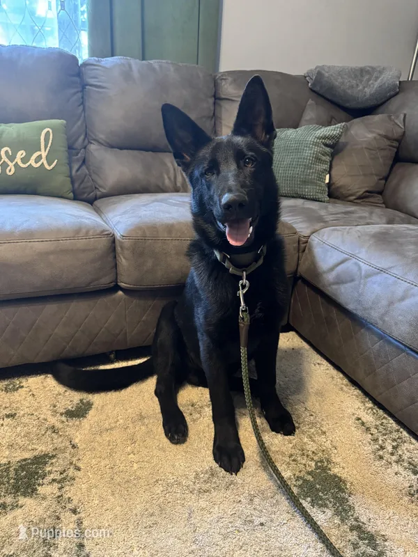 Zeus – German Shepherd Dog puppy for sale in Dillsboro, IN