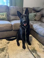 Zeus, a male German Shepherd Dog for sale in Dillsboro, IN – Photo 1 of 4