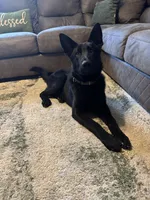 Zeus, a male German Shepherd Dog for sale in Dillsboro, IN – Photo 2 of 4