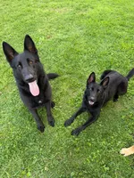 Zeus, a male German Shepherd Dog for sale in Dillsboro, IN – Photo 4 of 4