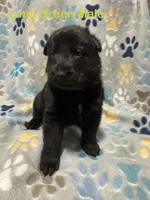 Lime Green Male, a male German Shepherd Dog for sale in Dillsboro, IN – Photo 2 of 6