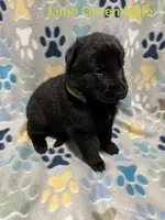 Lime Green Male, a male German Shepherd Dog for sale in Dillsboro, IN – Photo 3 of 6