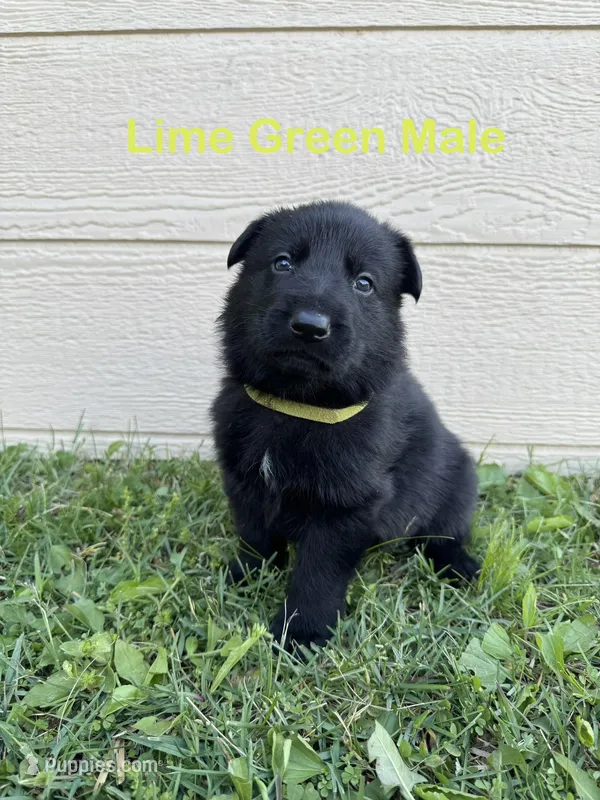 Lime Green Male – German Shepherd Dog puppy for sale in Dillsboro, IN