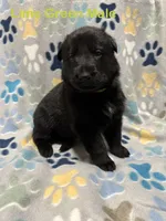 Lime Green Male, a male German Shepherd Dog for sale in Dillsboro, IN – Photo 1 of 6