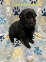 Lime Green Male, a male German Shepherd Dog for sale in Dillsboro, IN – Photo 4 of 6