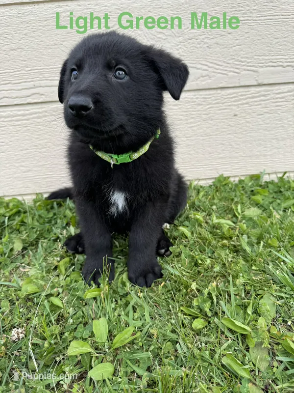 Light Green Male – German Shepherd Dog puppy for sale in Dillsboro, IN