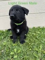 Light Green Male, a male German Shepherd Dog for sale in Dillsboro, IN – 1 of 5