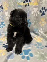 Yellow Male, a male German Shepherd Dog for sale in Dillsboro, IN – Photo 1 of 6