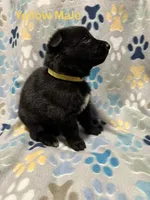 Yellow Male, a male German Shepherd Dog for sale in Dillsboro, IN – Photo 4 of 6