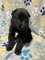 Yellow Male, a male German Shepherd Dog for sale in Dillsboro, IN – Photo 2 of 6