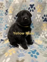 Yellow Male, a male German Shepherd Dog for sale in Dillsboro, IN – Photo 3 of 6