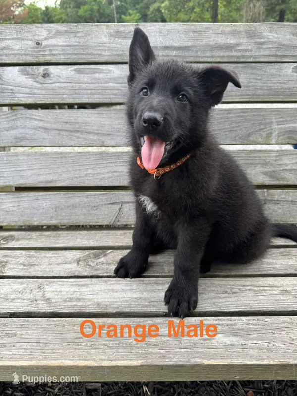 Orange Male – German Shepherd Dog puppy for sale in Dillsboro, IN