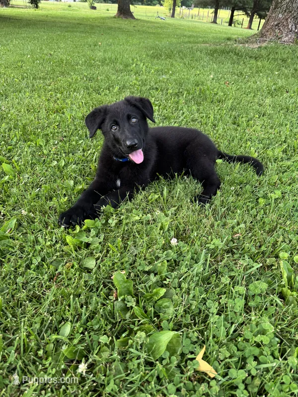 Dark Blue Male – German Shepherd Dog puppy for sale in Dillsboro, IN