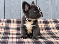 Fluffy Frenchie silver, a male French Bulldog for sale in Chiefland, FL – 3 of 3
