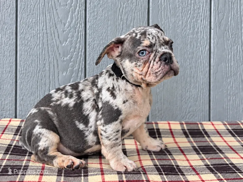 Frenchei Merle Black – French Bulldog puppy for sale in Chiefland, FL