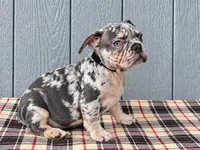 Frenchei Merle Black, a male French Bulldog for sale in Chiefland, FL – 1 of 2