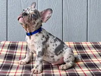 Frenchie Merle Blue , a male French Bulldog for sale in Chiefland, FL – 3 of 3