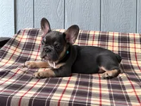 Frenchie Blue, a male French Bulldog for sale in Chiefland, FL – 2 of 3