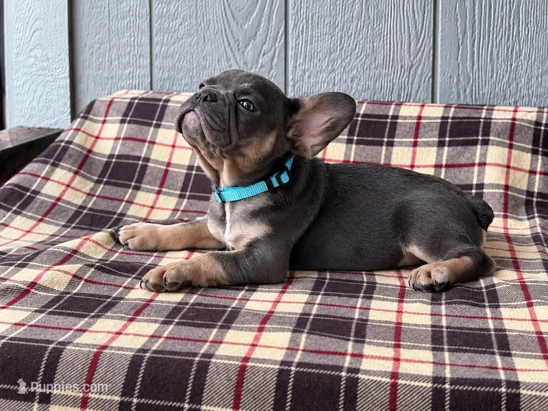 Frenchie Blue – French Bulldog puppy for sale in Chiefland, FL