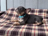 Frenchie Blue, a male French Bulldog for sale in Chiefland, FL – 1 of 3