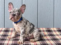Frenchie Merle Blue , a male French Bulldog for sale in Chiefland, FL – 2 of 3