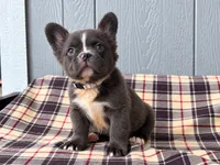 Fluffy Frenchie silver, a male French Bulldog for sale in Chiefland, FL – 2 of 3