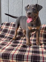 American Bully Blue, a male American Bully for sale in Chiefland, FL – 3 of 3