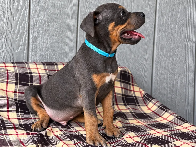 American Bully Blue – American Bully puppy for sale in Chiefland, FL