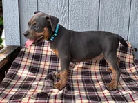 American Bully Blue, a male American Bully for sale in Chiefland, FL – 2 of 3