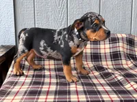 American Bully Grey, a male American Bully for sale in Chiefland, FL – 3 of 3
