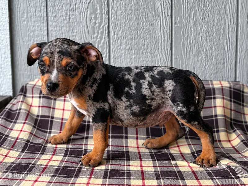 American Bully Grey – American Bully puppy for sale in Chiefland, FL