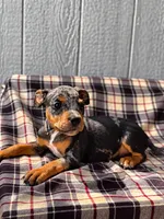 American Bully Yellow, a male American Bully for sale in Chiefland, FL – 3 of 3