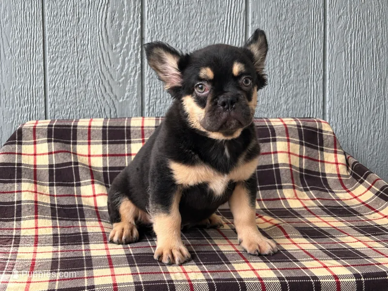 Tri Fluffy Frenchie  – French Bulldog puppy for sale in Chiefland, FL