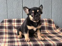 Tri Fluffy Frenchie , a male French Bulldog for sale in Chiefland, FL – 1 of 3