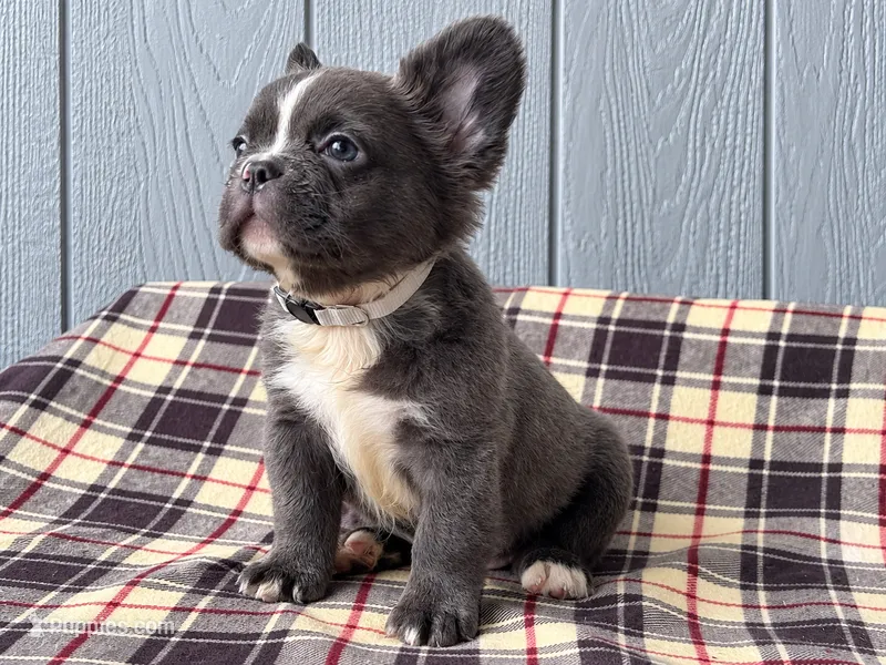 Fluffy Frenchie silver – French Bulldog puppy for sale in Chiefland, FL