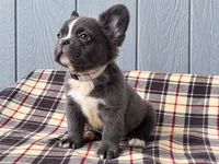 Fluffy Frenchie silver, a male French Bulldog for sale in Chiefland, FL – 1 of 3