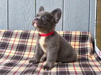 Fluffy Frenchie Red, a male French Bulldog for sale in Chiefland, FL – 2 of 3
