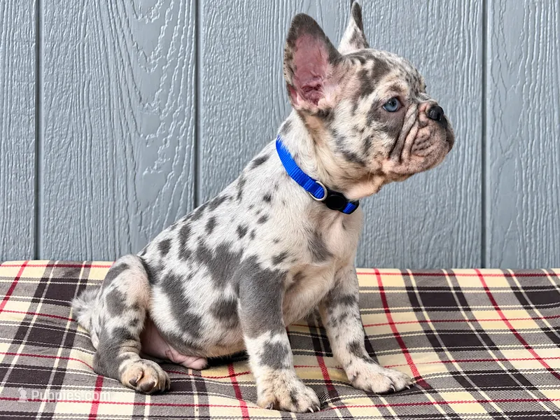 Frenchie Merle Blue  – French Bulldog puppy for sale in Chiefland, FL