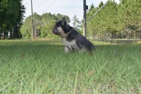 Yogi Bear, a male French Bulldog for sale in Chiefland, FL – 2 of 3
