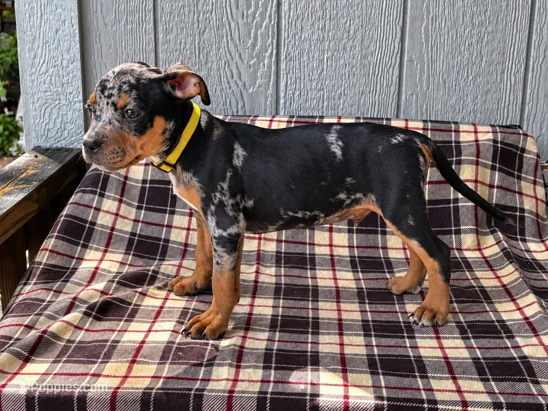 American Bully Yellow – American Bully puppy for sale in Chiefland, FL