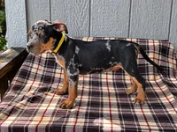 American Bully Yellow, a male American Bully for sale in Chiefland, FL – 1 of 3