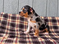 Bully pup for sale , a male American Bully for sale in Chiefland, FL – 3 of 3