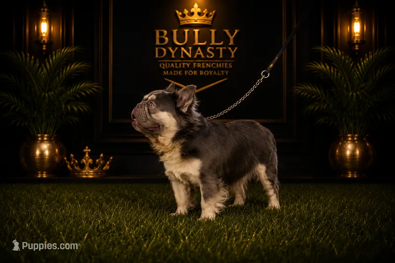 Yogi Bear – French Bulldog puppy for sale in Chiefland, FL